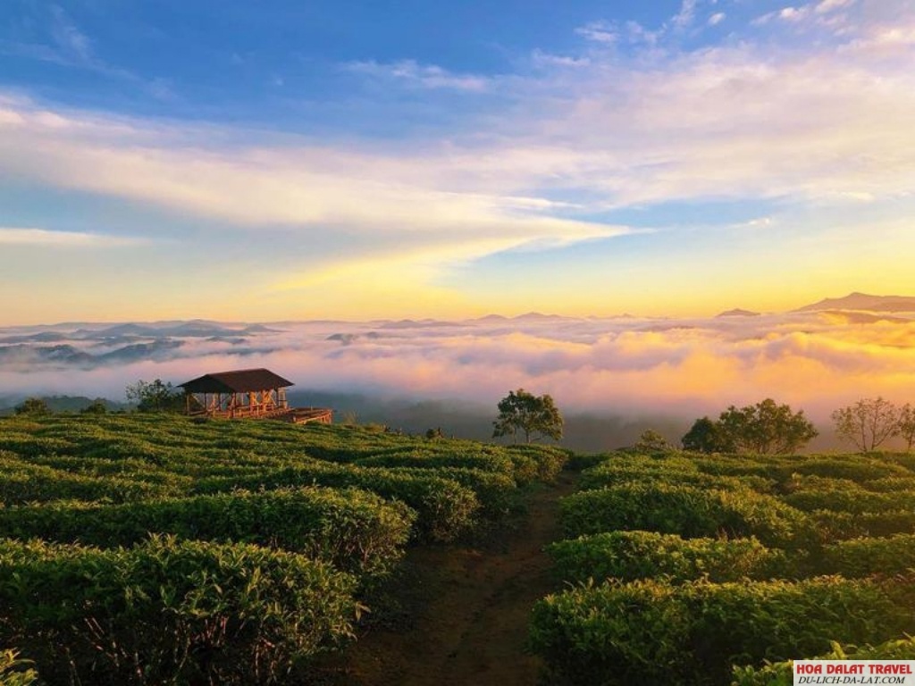 Săn mây Đồi Chè Cầu Đất