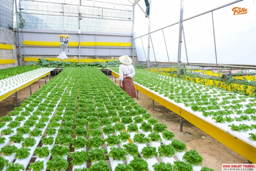 Tham quan và hái nông sản sạch ngay tại vườn