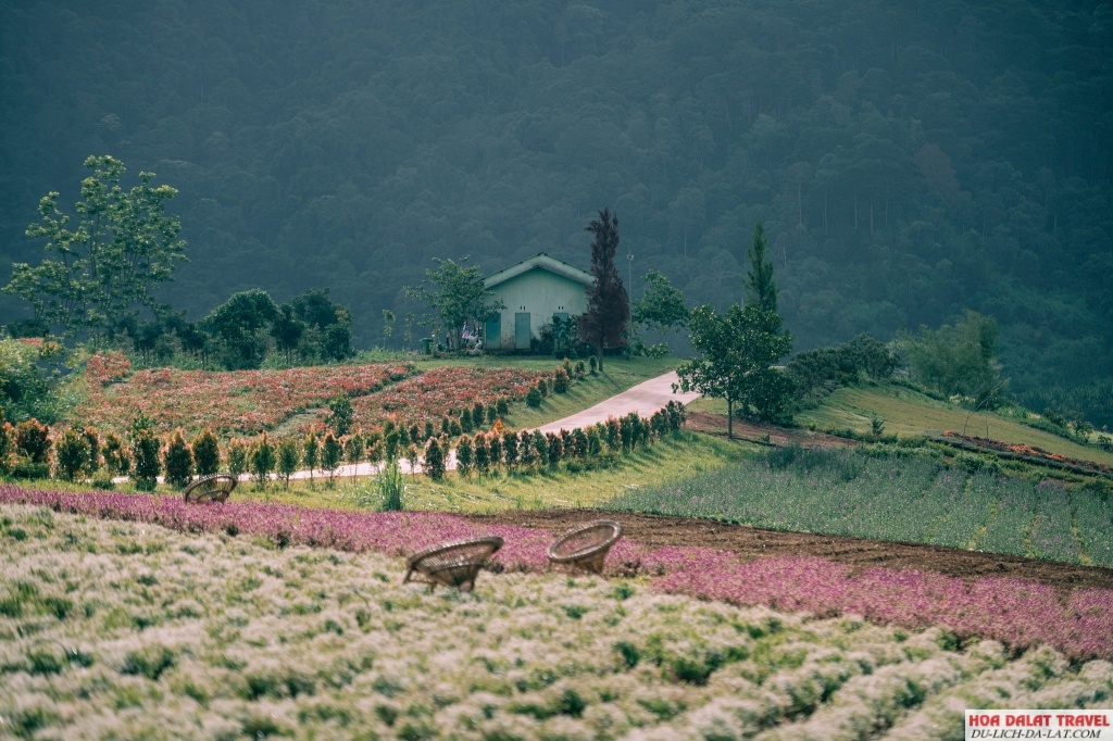 The Florest - Hoa Trong Rừng