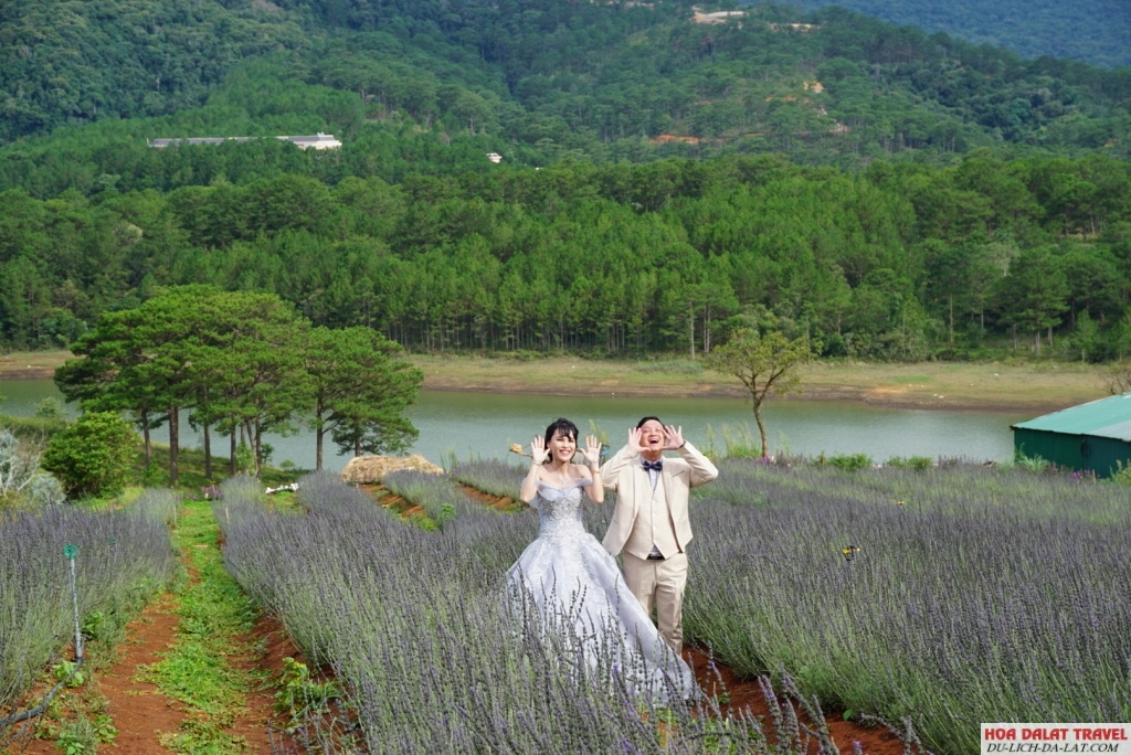 Thời gian lý tưởng để đến Khu du lịch Lavender