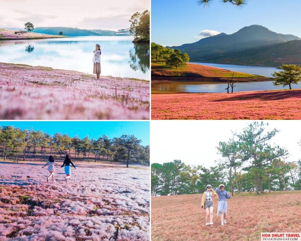 Tour cỏ hồng Đà Lạt