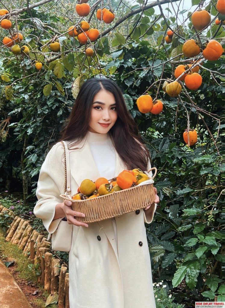 Trải nghiệm hái hồng cực thú vị tại quán