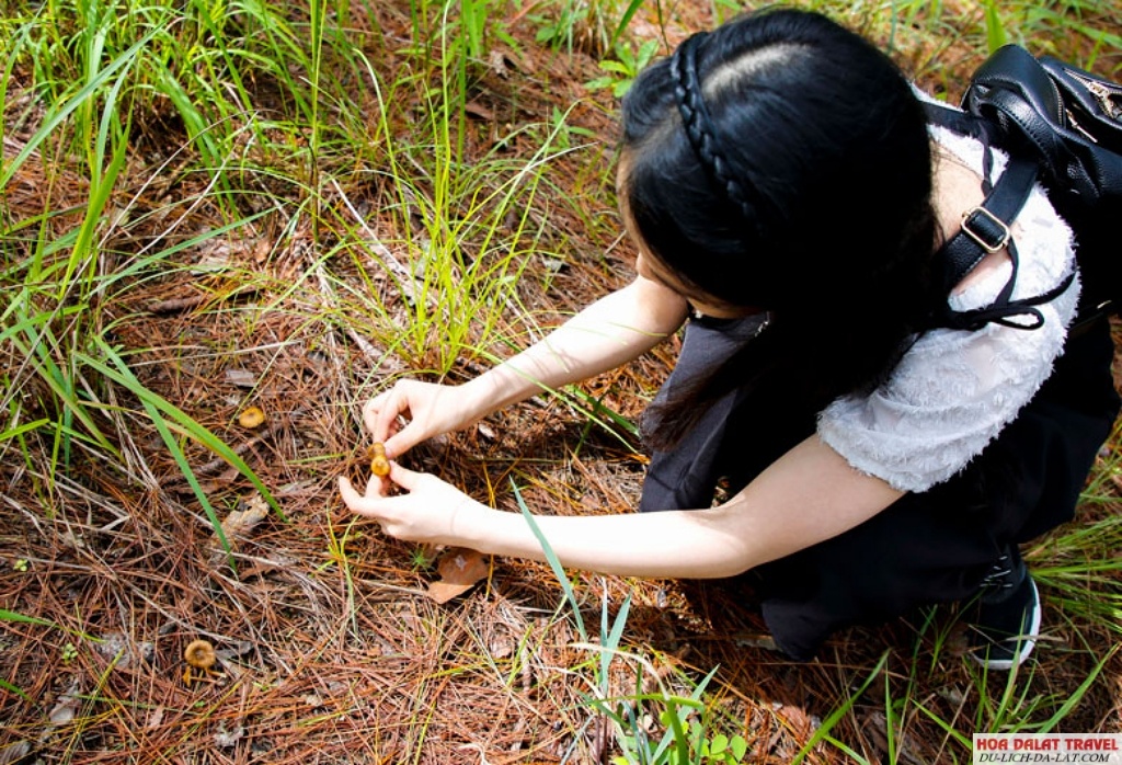 Trải nghiệm hái nấm Đà Lạt
