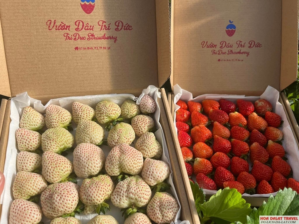 Vườn Dâu Trí Đức