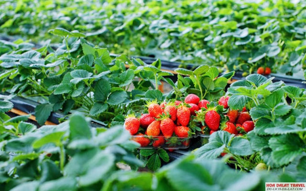 Vườn dâu Chú Hùng