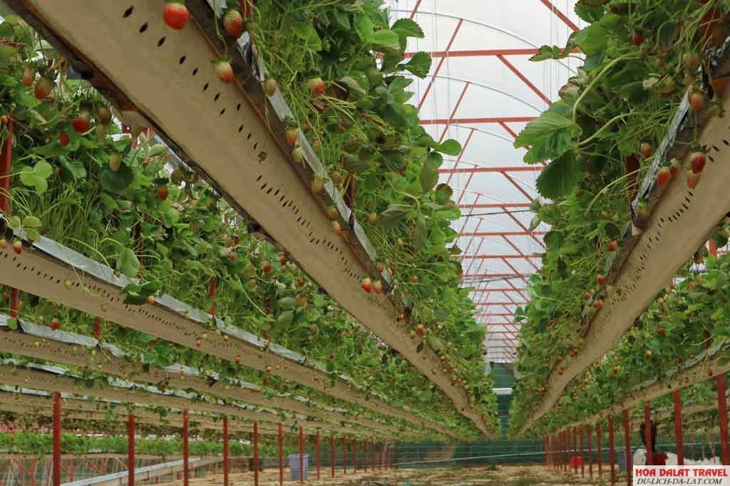 Vườn dâu Nguyễn Lâm Thanh Đà Lạt