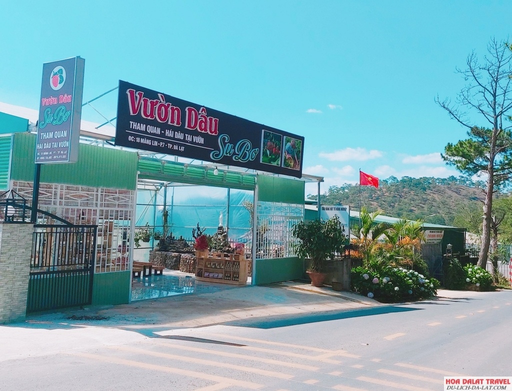 Vườn dâu Su Bơ