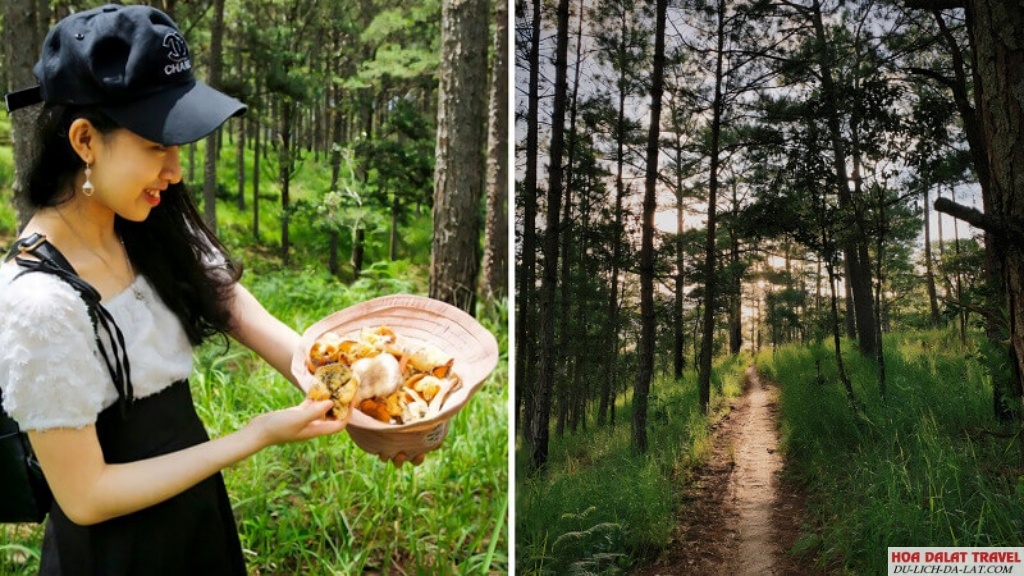 hái nấm trong mùa mưa