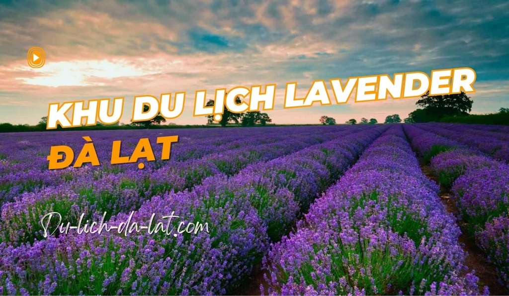 khu du lịch Lavender