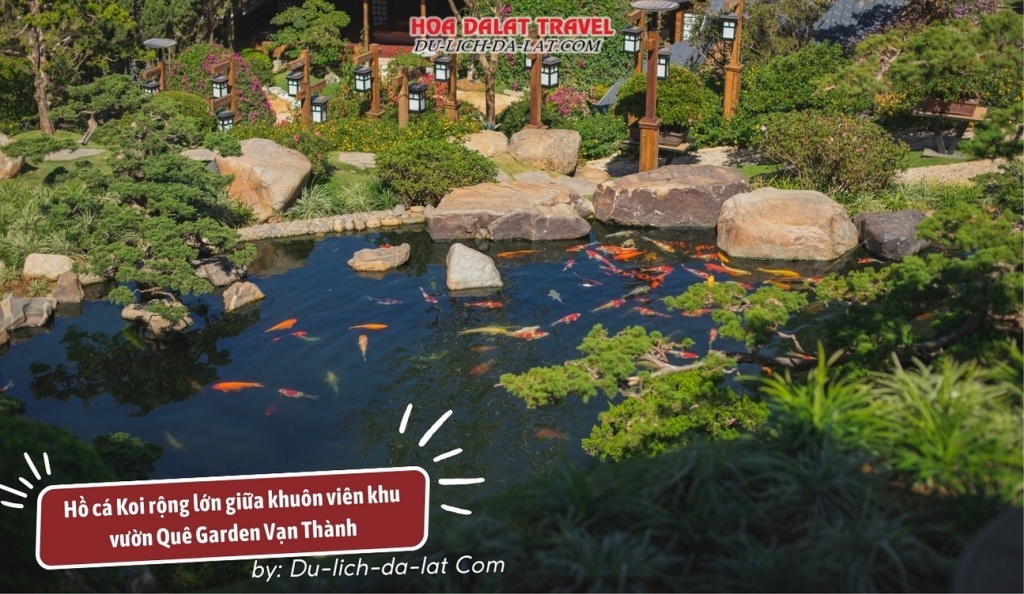 Hồ cá Koi rộng lớn trong khuôn viên khu vườn Quê Garden Vạn Thành