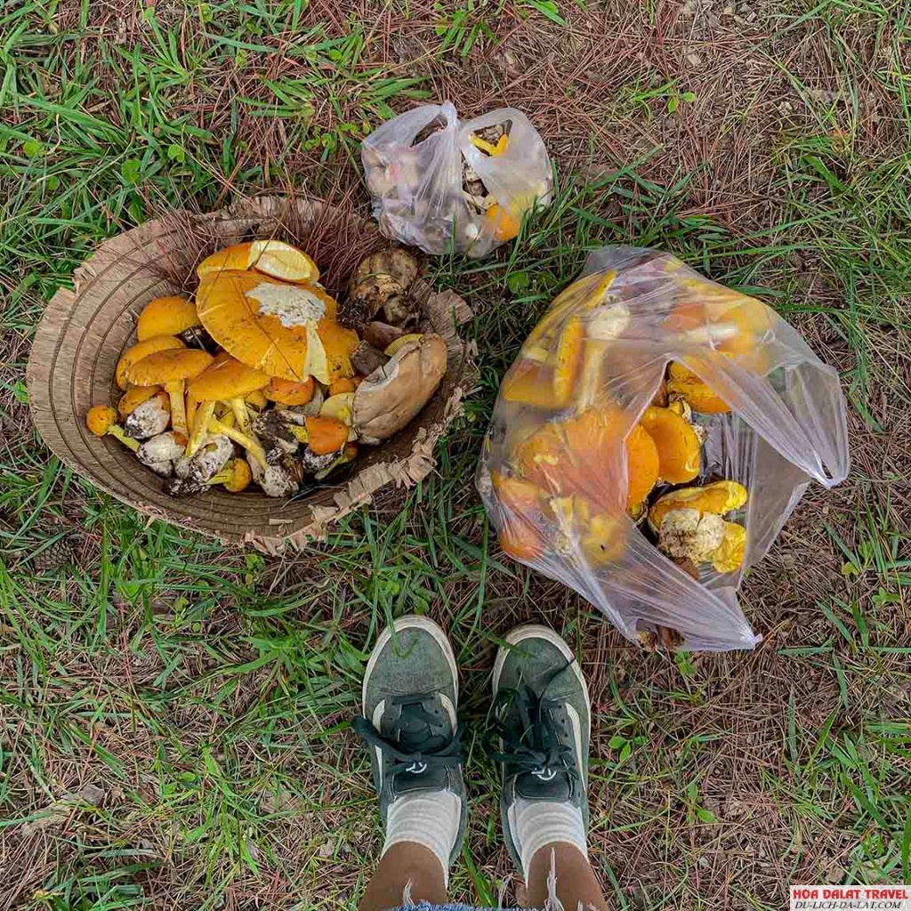 vào rừng thông Đà Lạt hái nấm