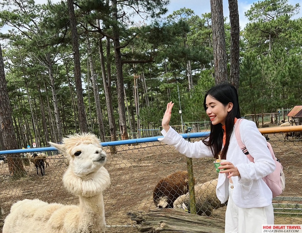 Chơi đùa và chụp ảnh cùng các bé thú