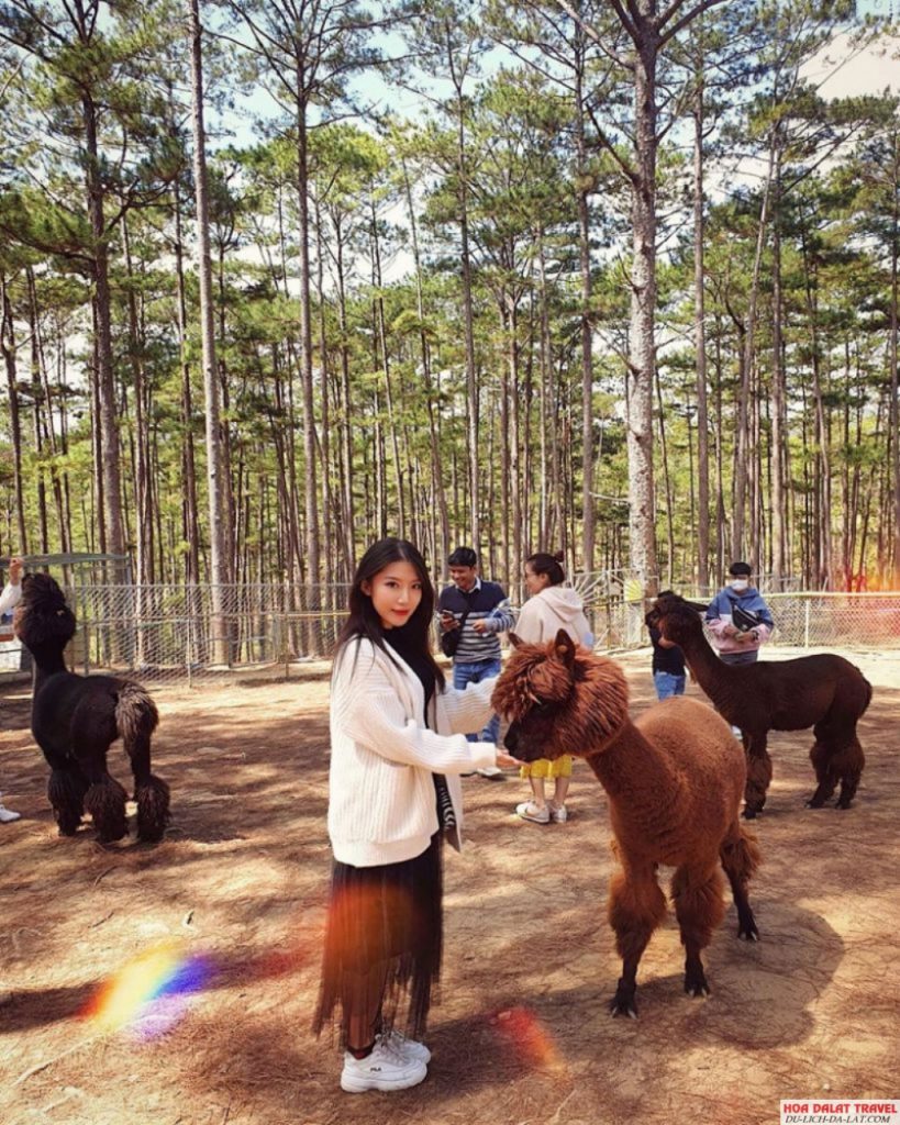 Hình ảnh du khách tham gia tour zoodoo
