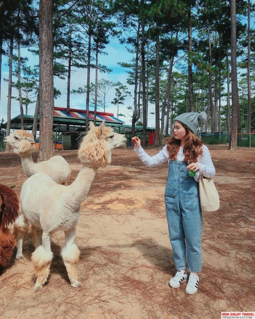 Tham quan, chơi cùng Alpaca tại Zoodoo