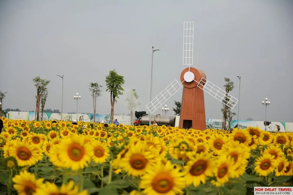 Đà Lạt tháng 7 có hoa gì - Hoa hướng dương