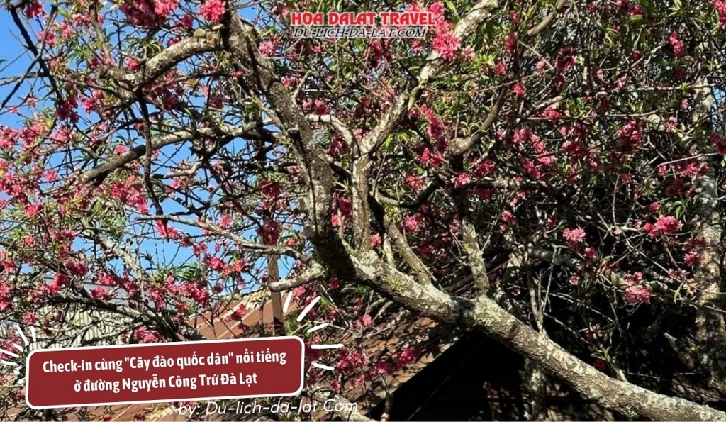 Check-in cùng "Cây đào quốc dân" nổi tiếng đường Nguyễn Công Trứ