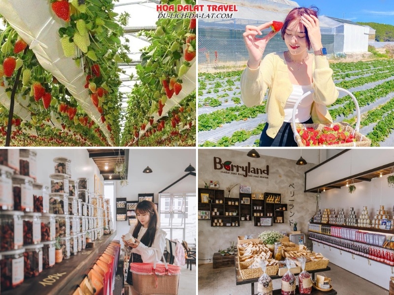 Tham quan Vườn dâu tây, Xưởng sản xuất mứt BerryLand