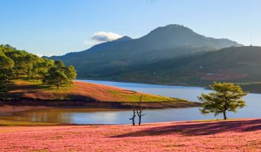 Tour đồi cỏ hồng Đà Lạt