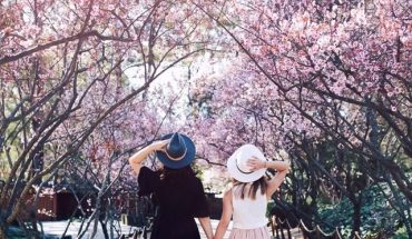 Tour mai anh đào Đà Lạt