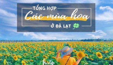 Mùa hoa Đà Lạt
