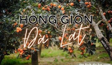 Hồng giòn Đà Lạt