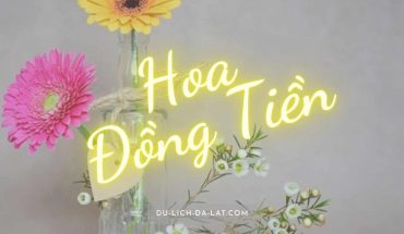 Hoa đồng tiền
