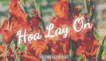 Hoa lay ơn